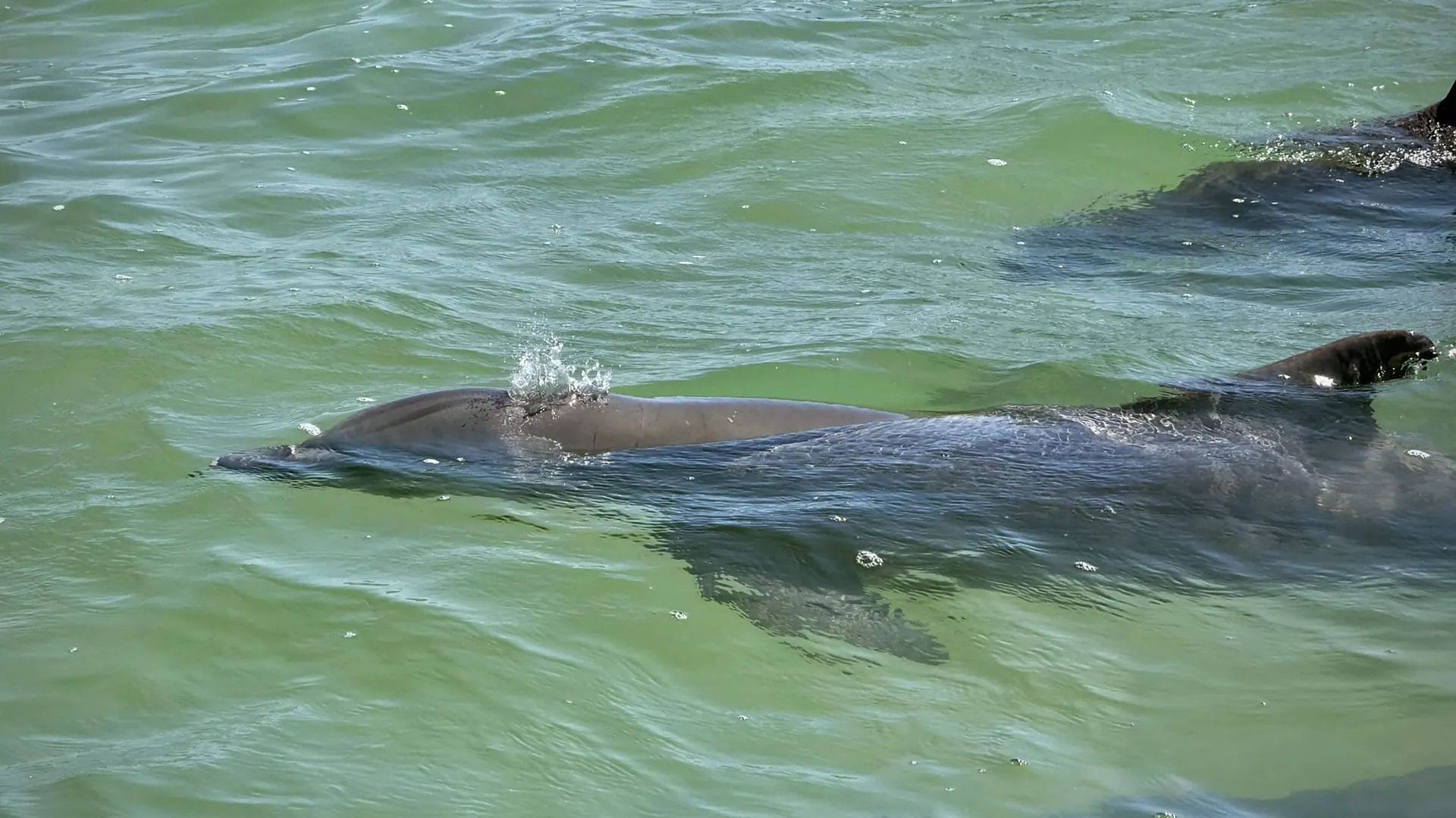 Wild dolphin private experience Sian Ka'an